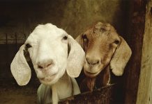 Wildfires Tackled by Goats and Sheep in Barcelona