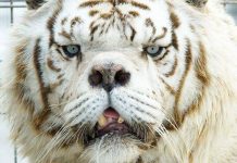 Can Animals Get Down Syndrome? Exploring the Effects of Extra Chromosomes in Animals