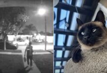 Watch: Amazon Driver Caught on Camera Kidnapping Cat After Drop-Off