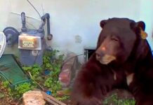 😂 Bear Evicted After Living Under California Home
