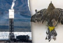 Obama’s solar scandal kills thousands of birds and depends on fossil fuels