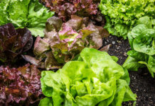 FDA Links Taco Bell Lettuce to Nationwide Cyclospora Outbreak
