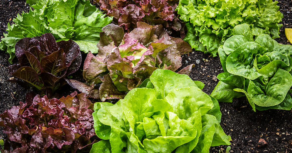 FDA Links Taco Bell Lettuce to Nationwide Cyclospora Outbreak