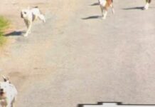 Neighbors’ Longstanding Fears Realized When Dog Pack Kills James Gibson