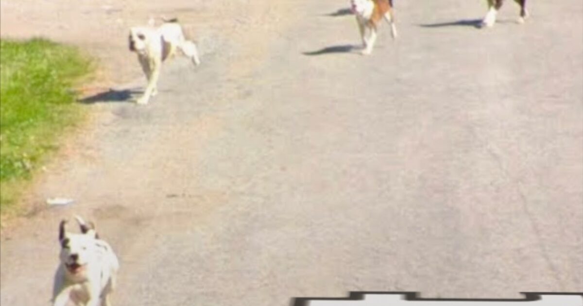 Neighbors’ Longstanding Fears Realized When Dog Pack Kills James Gibson